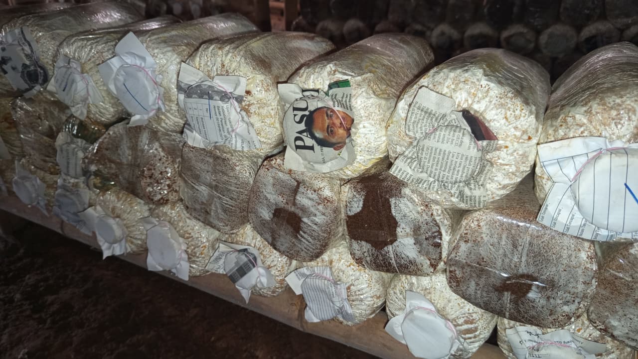 Professional mushroom cultivation facility