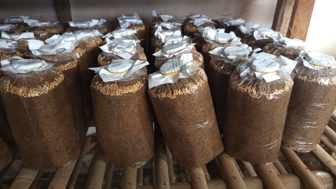 2019 Rintisan
